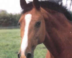 broodmare Reja Laska (Holsteiner, 1979, from Lord)