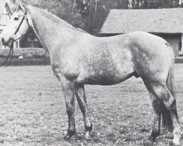 stallion Kosak (Holsteiner, 1966, from Korenbleem xx (Korhely))