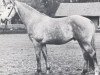 stallion Kosak (Holsteiner, 1966, from Korenbleem xx (Korhely))