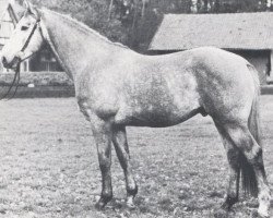 stallion Kosak (Holsteiner, 1966, from Korenbleem xx (Korhely))