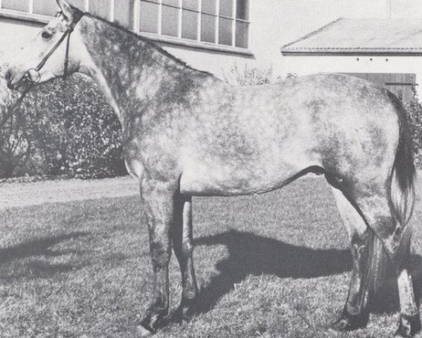 stallion Kompass (Holsteiner, 1967, from Korenbleem xx (Korhely))
