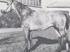 stallion Kompass (Holsteiner, 1967, from Korenbleem xx (Korhely))