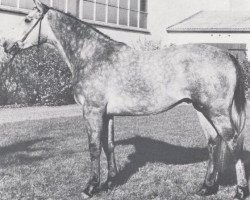 Deckhengst Kompass (Holsteiner, 1967, von Korenbleem xx (Korhely))