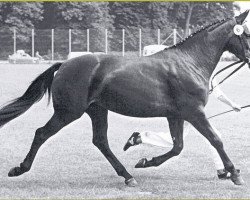 Zuchtstute Wincett (Dänisches Warmblut, 1978, von Wahnfried)