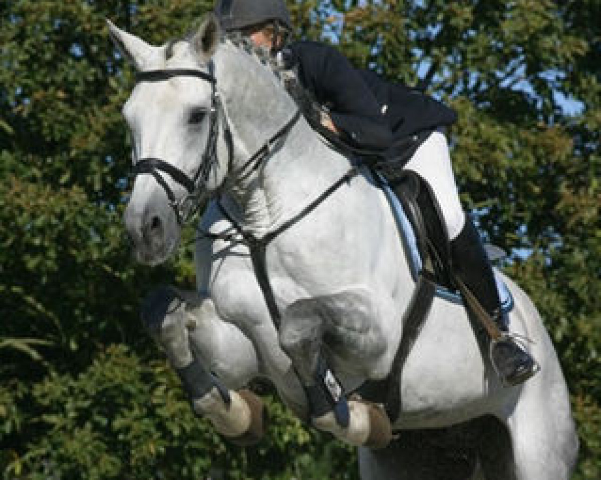 Deckhengst Willemoes (Dänisches Warmblut, 1993, von Cantus)