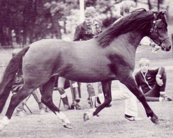 stallion Pendock Plato (Welsh-Pony (Section B), 1980, from Kirby Cane Gauntlet)