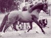 Deckhengst Pendock Plato (Welsh Pony (Sek.B), 1980, von Kirby Cane Gauntlet)
