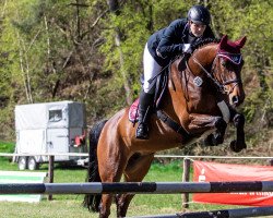 jumper Jappeloup 45 (Swedish Warmblood, 2014, from El Salvador)