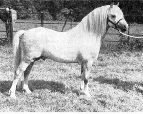 stallion Twyford Gurkha (Welsh mountain pony (SEK.A), 1965, from Twyford Puzzle)