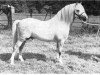 Deckhengst Twyford Gurkha (Welsh Mountain Pony (Sek.A), 1965, von Twyford Puzzle)