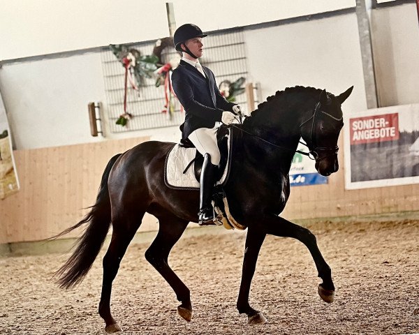 dressage horse Florado M (Westphalian, 2017, from Franziskus FRH)