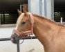 dressage horse Leonhards Zeena (Leonharder, 2014, from Nebo Duke)