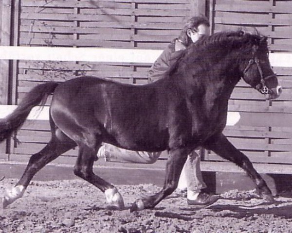stallion Twyford Nightcap (Welsh mountain pony (SEK.A), 1979, from Twyford Gurkha)