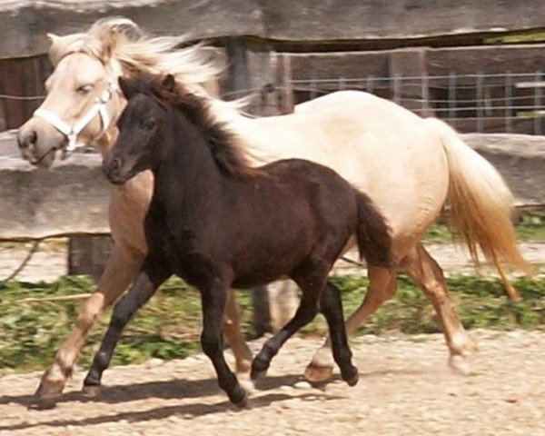 broodmare Sternschnuppe (Dt.Part-bred Shetland pony, 2003, from Pegasus von Moritzberg)