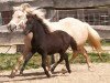 Zuchtstute Sternschnuppe (Dt.Part-bred Shetland Pony, 2003, von Pegasus von Moritzberg)