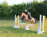 dressage horse Mäckes (German Riding Pony, 2006, from Mac Duncan)