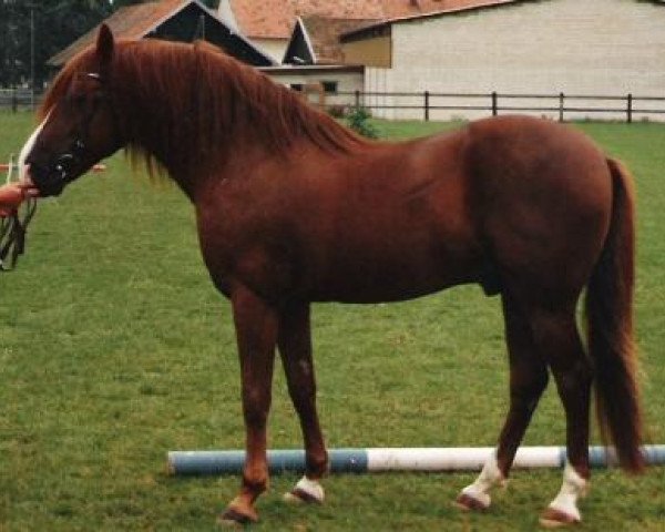 Deckhengst Mac-Leane Krookie (New-Forest-Pony, 1974, von Noordererf Chap)