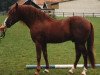stallion Mac-Leane Krookie (New Forest Pony, 1974, from Noordererf Chap)