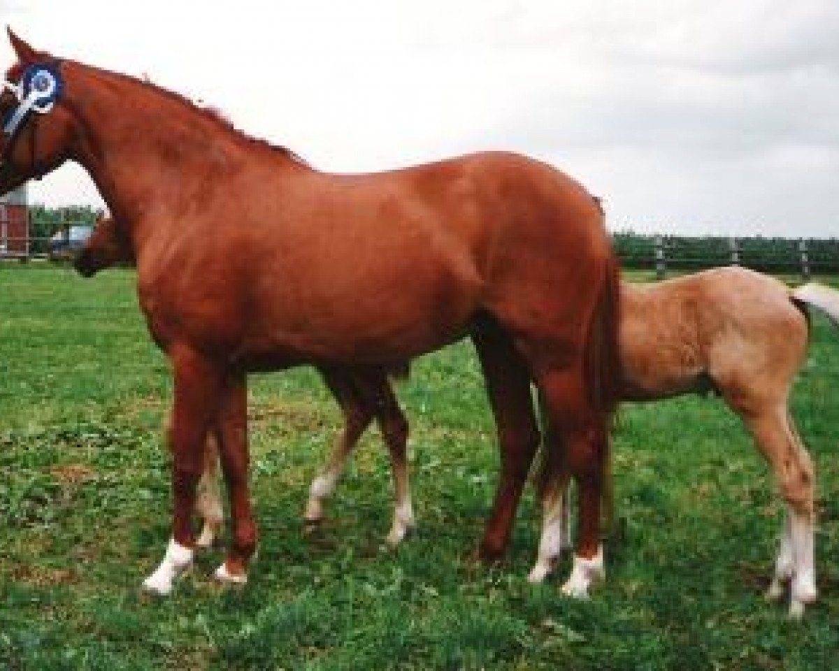 Zuchtstute Ira of Isaron (New-Forest-Pony, 1980, von Mac-Leane Krookie)