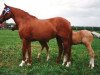 Zuchtstute Ira of Isaron (New-Forest-Pony, 1980, von Mac-Leane Krookie)
