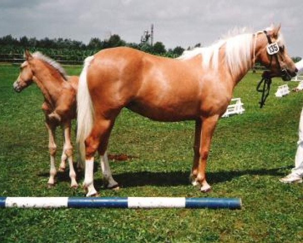 broodmare Isarons Ivonne (New Forest Pony, 1984, from Sturmwind)