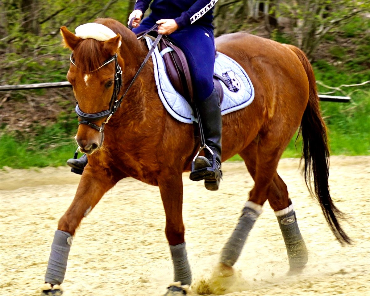 broodmare Cayenne 263 (German Riding Pony, 2005, from Geronimo B)
