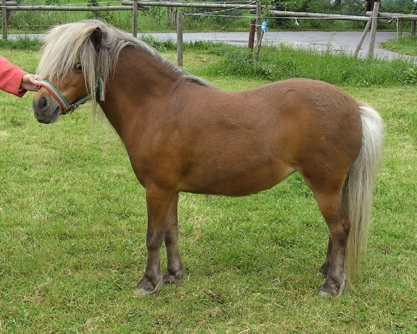 Zuchtstute Jacoba (Dt.Part-bred Shetland Pony, 1998, von Winzer)