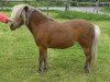 Zuchtstute Jacoba (Dt.Part-bred Shetland Pony, 1998, von Winzer)