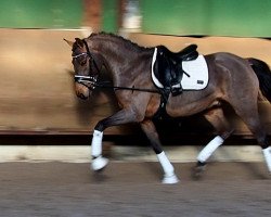 dressage horse Sir Kenkel AK (German Riding Pony, 2017, from Spring Star's Spirit)