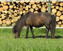 horse Justine (Dt.Part-bred Shetland Pony, 1994, from Isarons Falco)