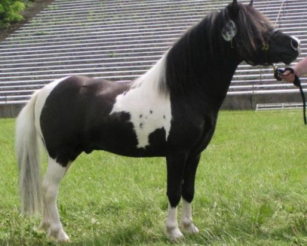 Deckhengst Bubba (Shetland Pony, 2002, von Holsteins Bonavista)