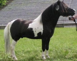 Deckhengst Bubba (Shetland Pony, 2002, von Holsteins Bonavista)