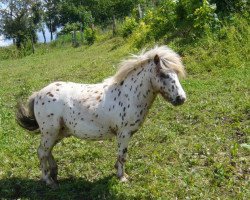 Dressurpferd Idefix (Shetland Pony, 1979)