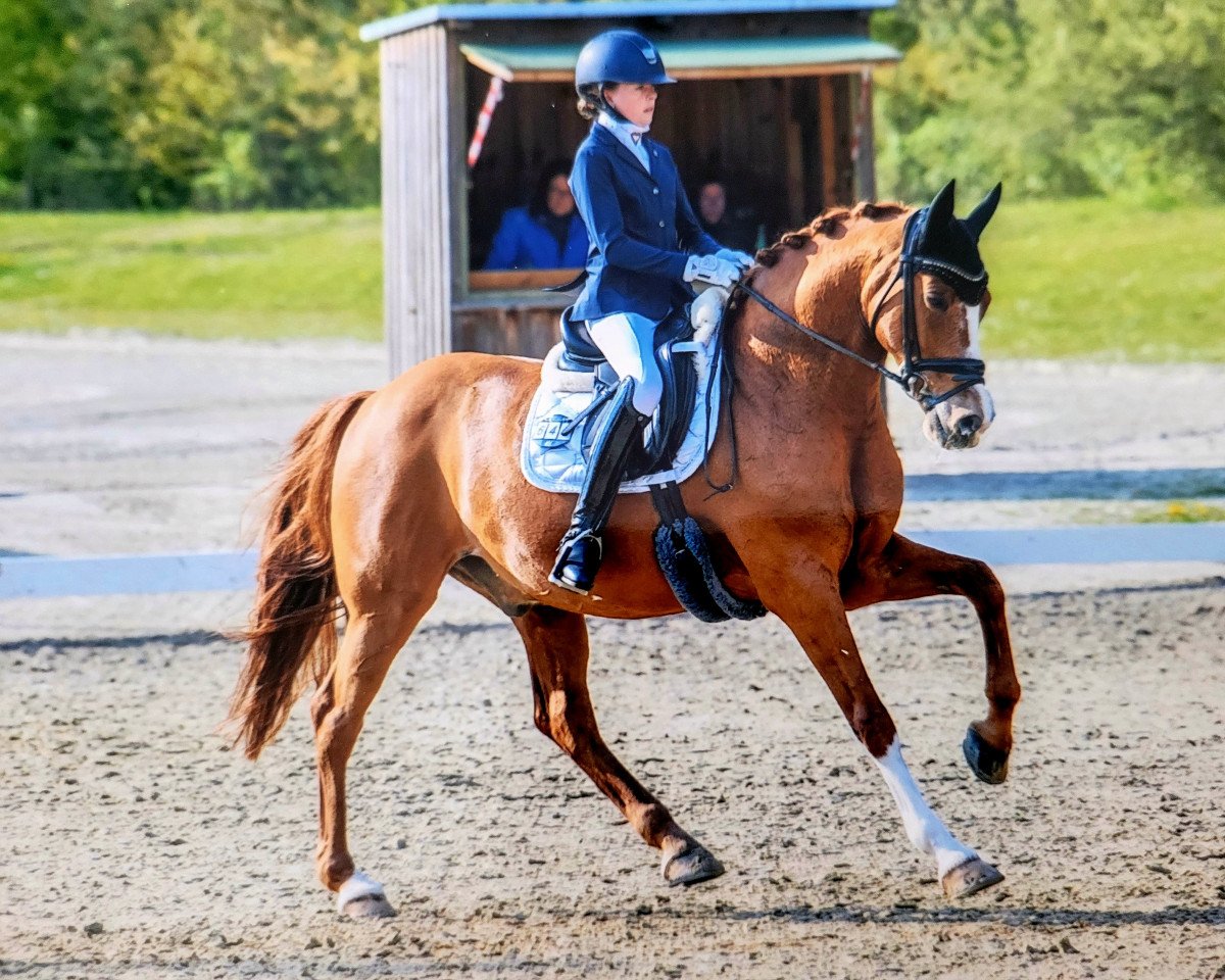 stallion ZINQ Coriander FH (German Riding Pony, 2009, from FS Chambertin)
