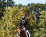 dressage horse Festival 61 (Hanoverian, 2014, from Fuechtels Floriscount OLD)