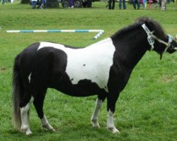 Zuchtstute Natalie (Shetland Pony, 2008, von Bubba)