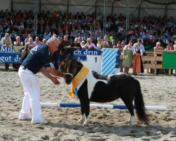 Zuchtstute Isarons Juleika (Dt.Part-bred Shetland Pony, 2009, von Bobo)