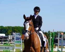 dressage horse Superman 14 (Westphalian, 2018, from Sir Heinrich OLD)