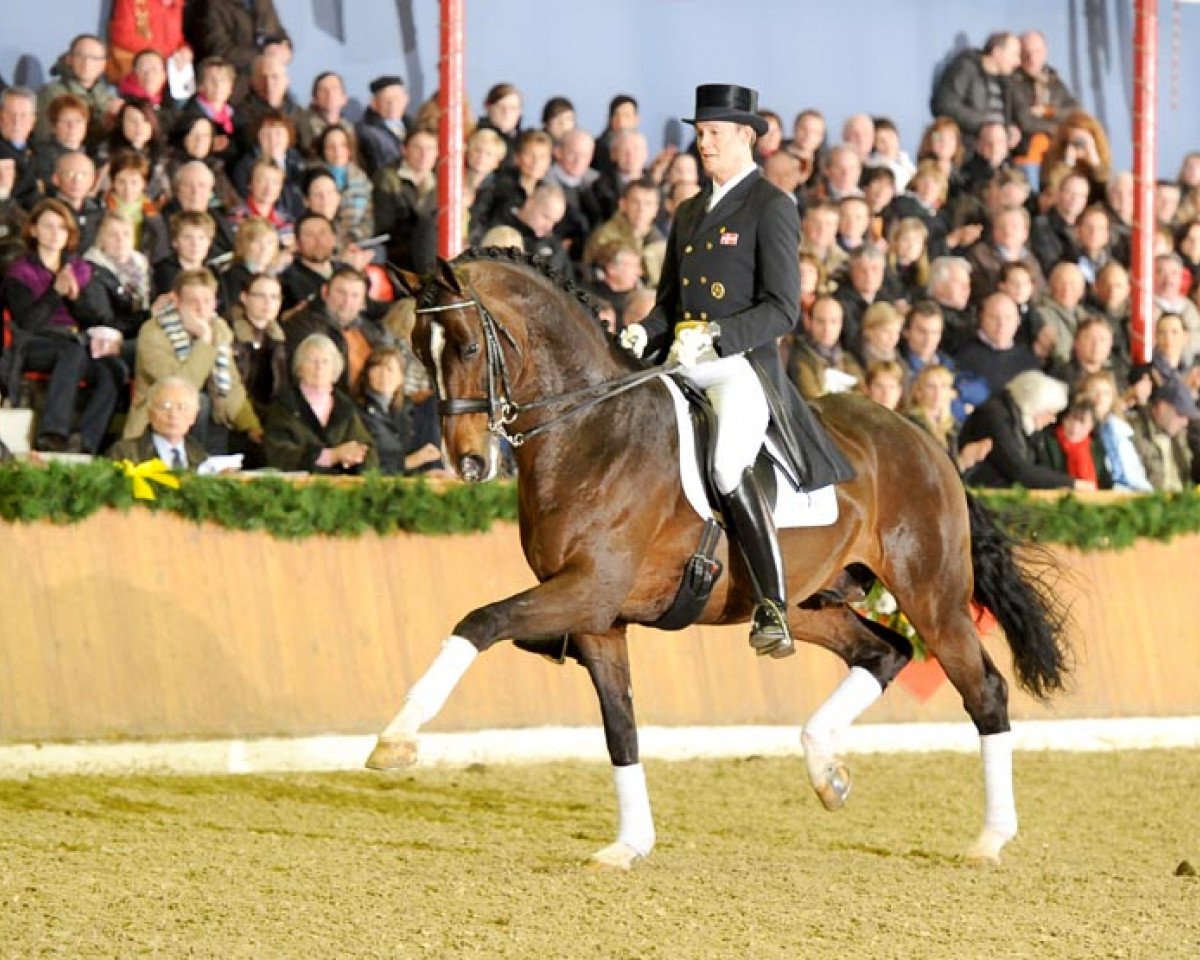 stallion Blue Hors Leredo (Danish Warmblood, 2001, from Leandro)
