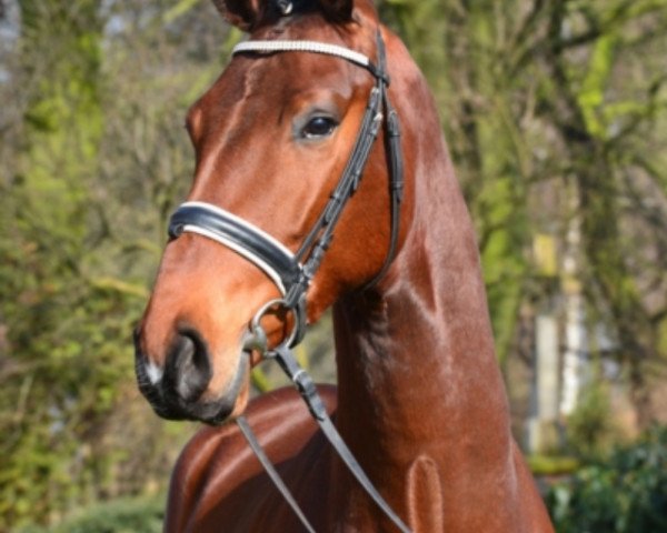 Pferd Lion Heart (Oldenburger, 2009, von Blue Hors Leredo)