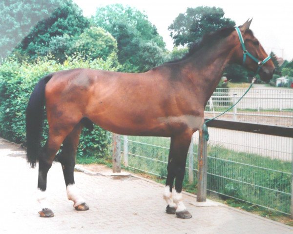 Pferd Crolly (Holsteiner, 1992, von Crosby)