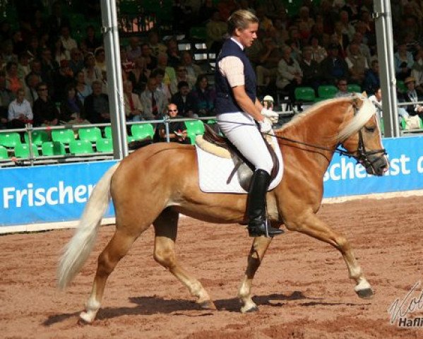 stallion Nordcup (Haflinger, 2002, from Nordtirol)
