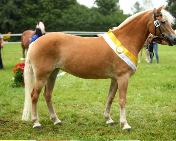 broodmare Leander (Haflinger, 2007, from Belarex)