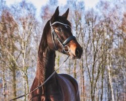 dressage horse Rhannia-Ra (Hanoverian, 2017, from Revolution)