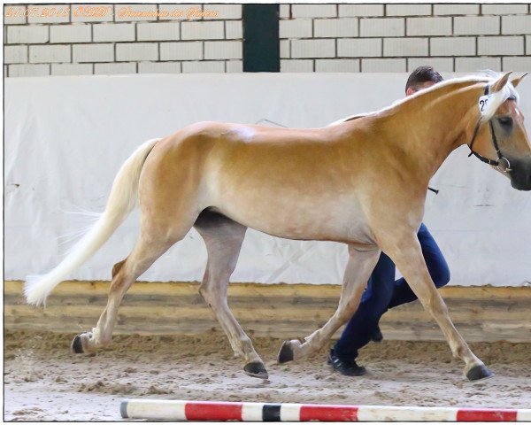 Zuchtstute Ladina (Haflinger, 2014, von Almquell)