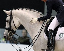 dressage horse Donna Silver (Danish Warmblood, 2001, from Don Schufro)