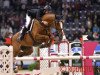 broodmare Mira VIII (Danish Warmblood, 2004, from Rockland)