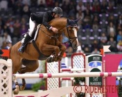 broodmare Mira VIII (Danish Warmblood, 2004, from Rockland)