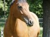 broodmare Göre F (Westphalian, 1998, from Gralshüter)