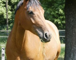 dressage horse Göre F (Westfale, 1998, from Gralshüter)